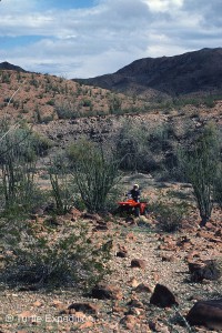 We were carefully following  trail through the cirios.