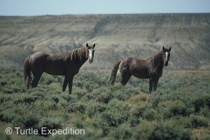 wild horse scenic tour