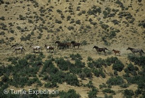 wild horse scenic tour