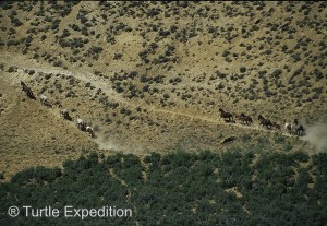 wild horse scenic tour