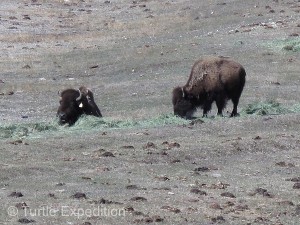 This must have been the land “where the buffalo roam and the deer and the antelope play”.