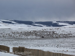 Herds of antelope grazed along the highway. No sign of deer at play.