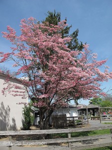 Trees were in bloom everywhere.