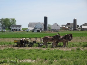 Tidy Amish farms dotted the rolling countryside. Steel wheels were norm, and five mules provided power on this farm wagon It’s an Amish thing.
