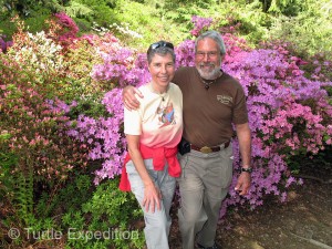 When the park was created many years ago, these azaleas were planted.