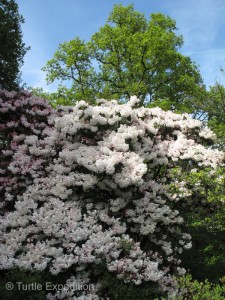 These are the largest rhododendron we have ever seen.