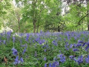English Bluebells carpeted the forest floor.