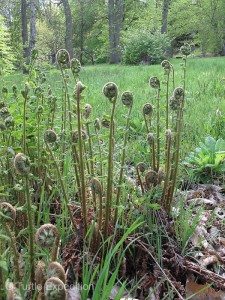 If you look the top of these fern you understand why they got the nickname fiddle head.