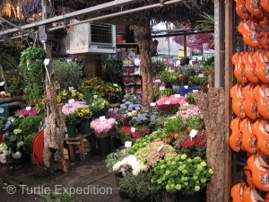 Holland is famous for tulips, but the flower market has much more to offer.