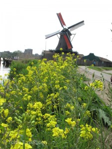 Flowers in Holland in the Spring are not limited to tulips.