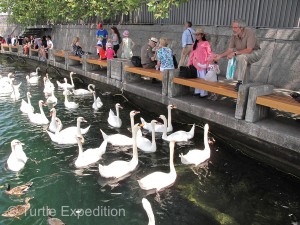 Feeding the swans on the lake is a tradition we still enjoy whenever we visit Zurich.