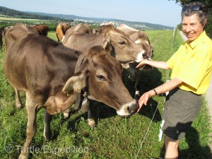 Salty hands can be a treat for the friendly Swiss cows.