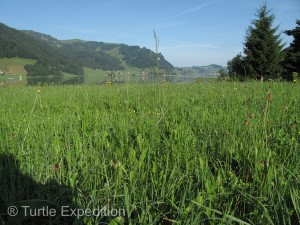 OK, so our front lawn needs mowing. Where are the Swiss cows when you need them?