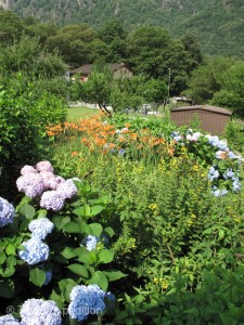 Early summer flowers were in full bloom.