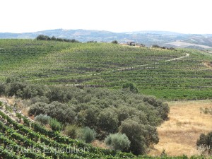 The scenic secondary road through the wine region wound through miles of vineyards and the occasional olive grove.