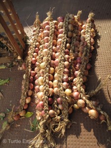 We wished we had a wall to hang these braided onions.
