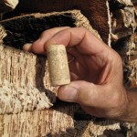 The lonely cork. Where does it come from and are we depleting the supply?