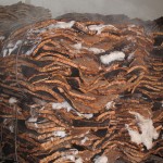 The washed slabs of cork are cooled and dried in huge bundles.