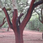 Once the cork is harvested or peeled from the tree; it will rest for 9 years before it can be harvested again.