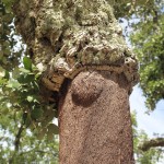 Cork was harvested on the lower part of the trunk.