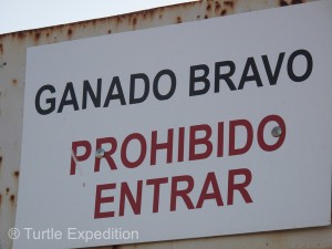 The explicit sign, GANADO BRAVO—PROHIBIDO ENTRADA “Brave Bulls--Do Not Enter” gave warning of what was inside.