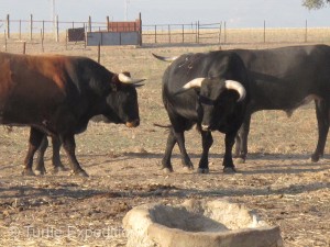 “Listen Poncho, you get in my way, I poke your eye out.”