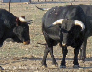 “Hey Ramon, I hear the cows in California are really cute, and they speak Spanish. Nicer than those snooty Swiss cows.”