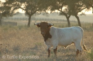 “So you thought all fighting bulls were black. Don’t make this your second mistake.”