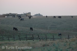 In the evening we camped on a side road and watched a small herd of bulls lazily grazing in the pasture. 