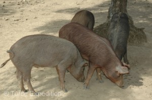 These cute pigs will munch on acorns in the fall and end up as some of the most expensive and delicious ham in the world.