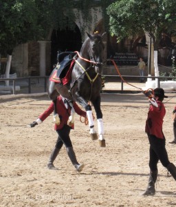 One big stallion even sprang straight up in the air from a standstill position, all four hooves being over two feet off the ground.