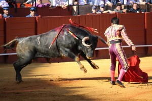 A Miura bull and the matador El Fundi are battling it out on a life and death stand-off. Feria de Abril, Seville, Spain, 2009. Photo by Alexander Fiske-Harrison
