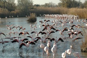 It's one thing to see flocks of flamingos from a vantage point of a hot air balloon in the Serengeti and it's quite another feeling to watch hundreds of these majestic birds with they six foot wing spans flying straight at you in their landing approach.