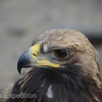 The Golden Eagle is a beautiful master bird of prey. They can reach over 16 lbs. with wingspans exceeding 8 feet.