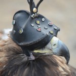 The eagles are normally hooded to keep them from being distracted or overly excited by their surroundings. Some birds don’t seem to wear a hood all the time.