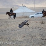 This eagle had been unhooded and released just seconds before this photo was taken and is now approaching the bait at speeds up to 150 mph.