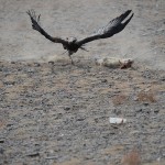 Golden Eagle Fest Part 2 Mongolia 030