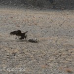 Golden Eagle Fest Part 2 Mongolia 032