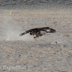 Golden Eagle Fest Part 2 Mongolia 033