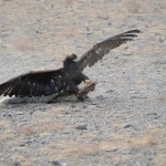 Golden Eagle Fest Part 2 Mongolia 034