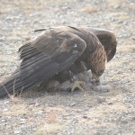 Golden Eagle Fest Part 2 Mongolia 038