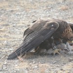 Golden Eagle Fest Part 2 Mongolia 039