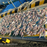 Many types of fish were drying on lines or racks.