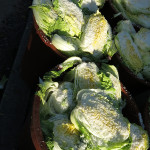 It was Kimchi preparation season. Everywhere we looked they were harvesting and preparing cabbage to be pickled.