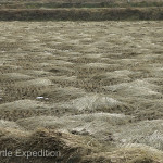 Once the annual crop of rice has been harvested the straw is carefully dried and bundled in the fields.