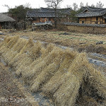 The rice straw is bundled and dries in the fields.