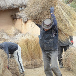Several men were working together to process the rice straw bundles into sticked mats.