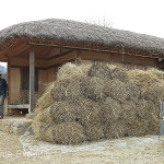 The stitched rice straw mats were rolled and stacked until future use.