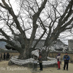 We made a wish to the Goddess Samsin who resides in the 600-year-old zelkova tree.