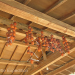 Persimmons were hung to dry in the cold winter air.